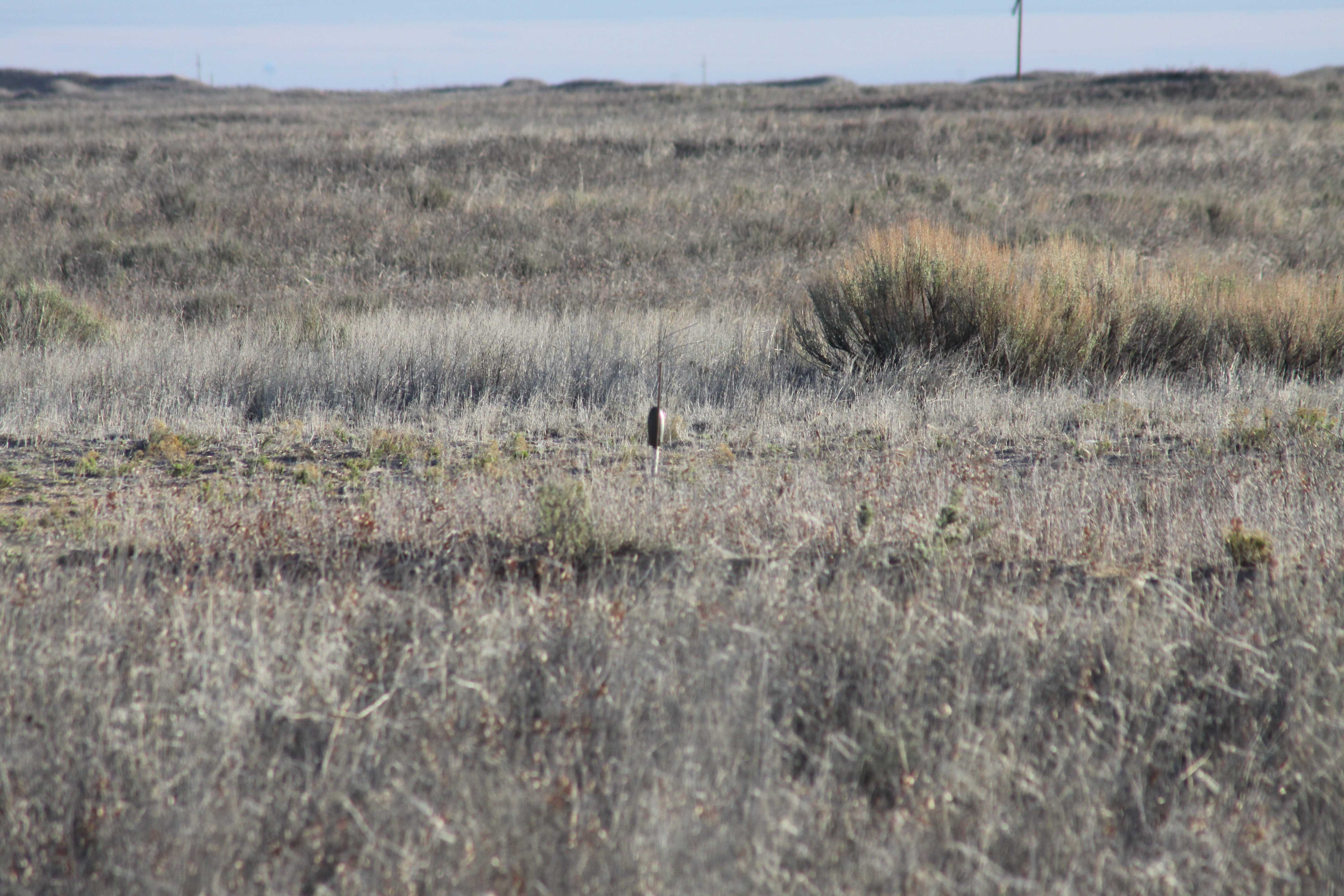 LesserPrairiechickenHabitat Birding Locations