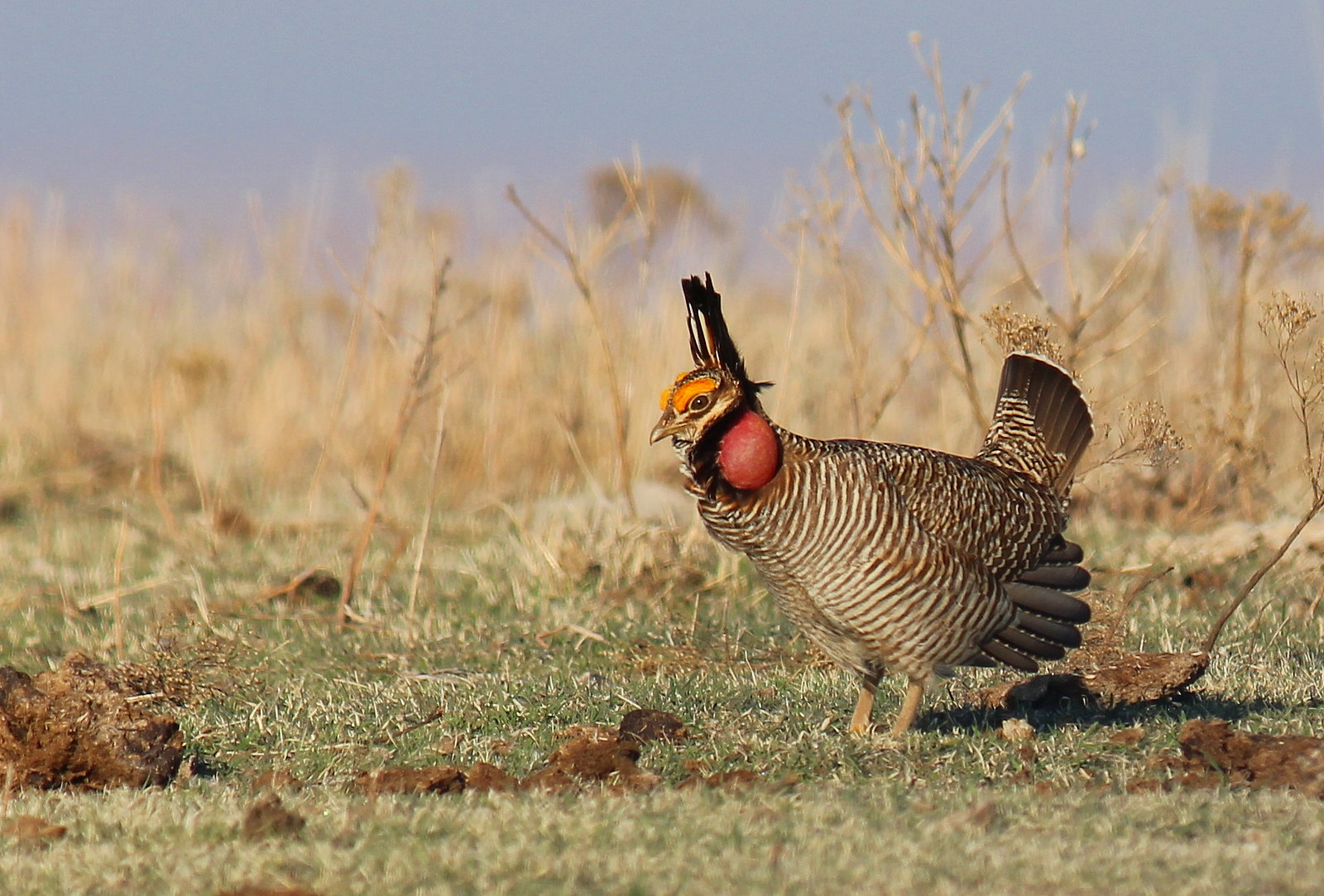 You are currently viewing The Hidden Three: Spotted Owl, Black Rail, Lesser Prairie-Chicken