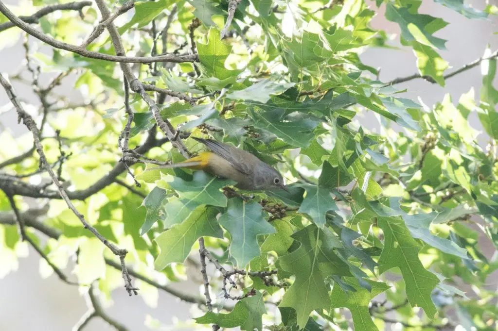 Colima Warbler