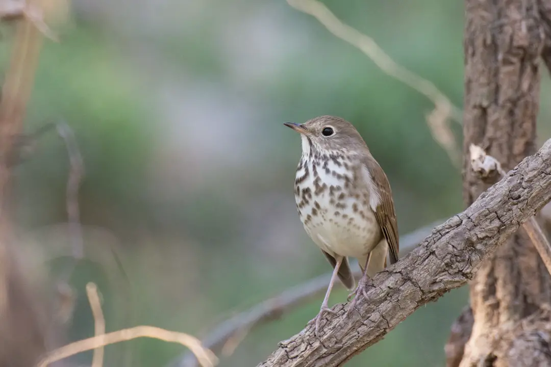 The Best February Birding Hotspots in Texas