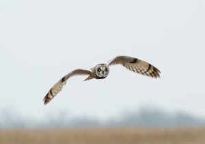 Texas Owl Species and Where to Find Them