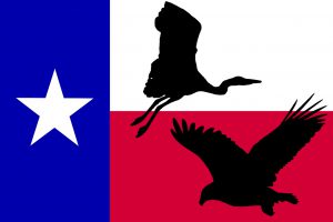 What’s the Largest Bird in Texas?