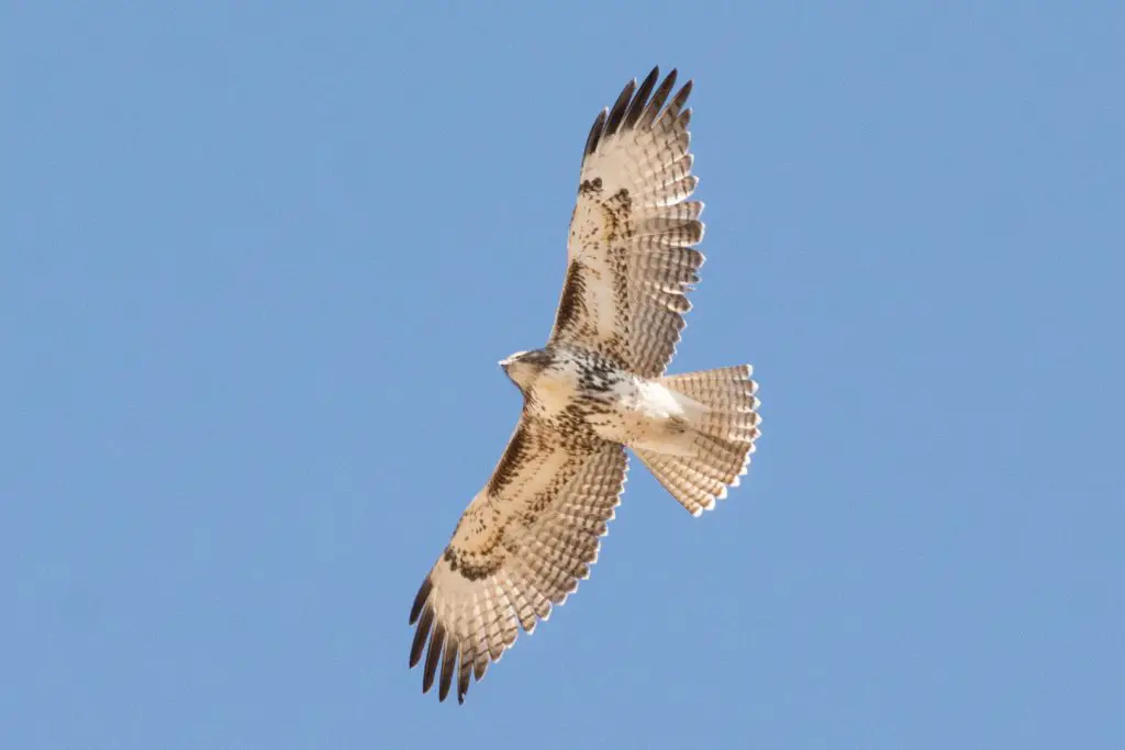 Texas Hawks and How to Tell Them Apart | BirdingLocations