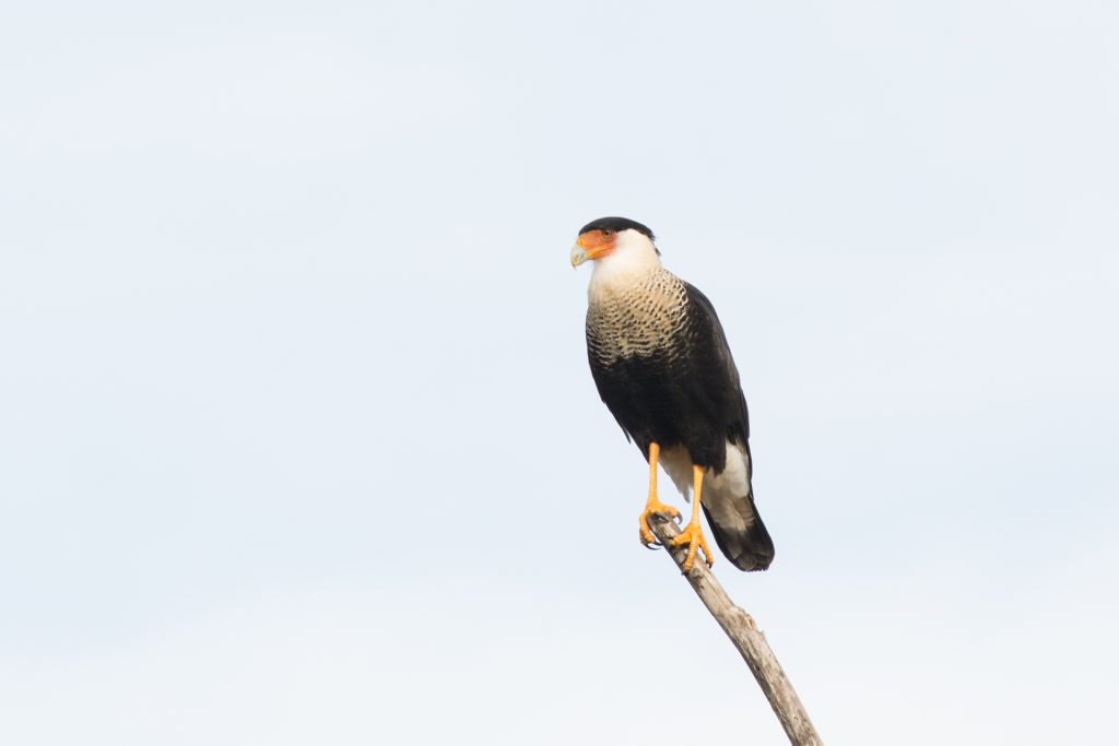 Santa Ana National Wildlife Refuge | Birding Locations