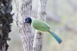 Read more about the article The Top 5 Birding Hotspots in South Texas