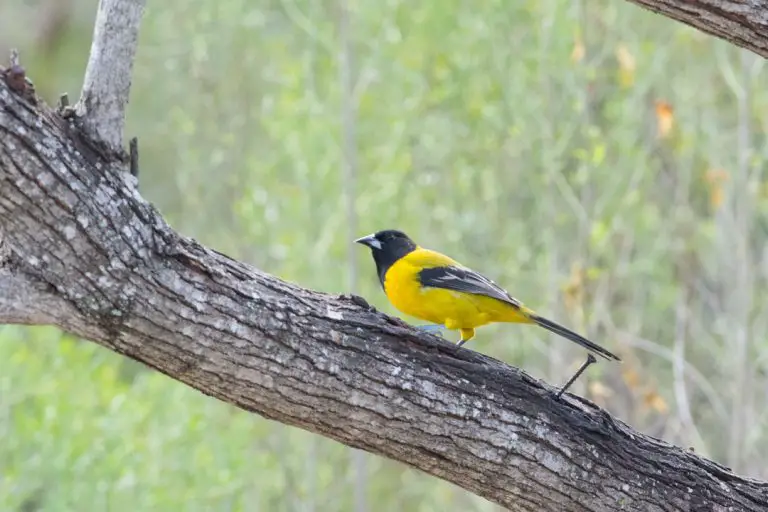 The Best Texas State Parks for Birding | BirdingLocations