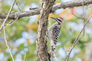 Read more about the article Texas Woodpeckers: Where They Live and How to ID Them