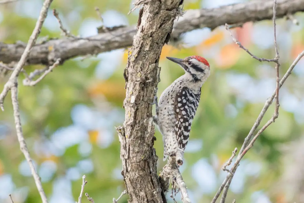 Texas Woodpeckers: Where They Live and How to ID Them | BirdingLocations