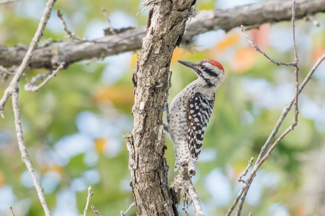 Texas Woodpeckers Where They Live and How to ID Them BirdingLocations