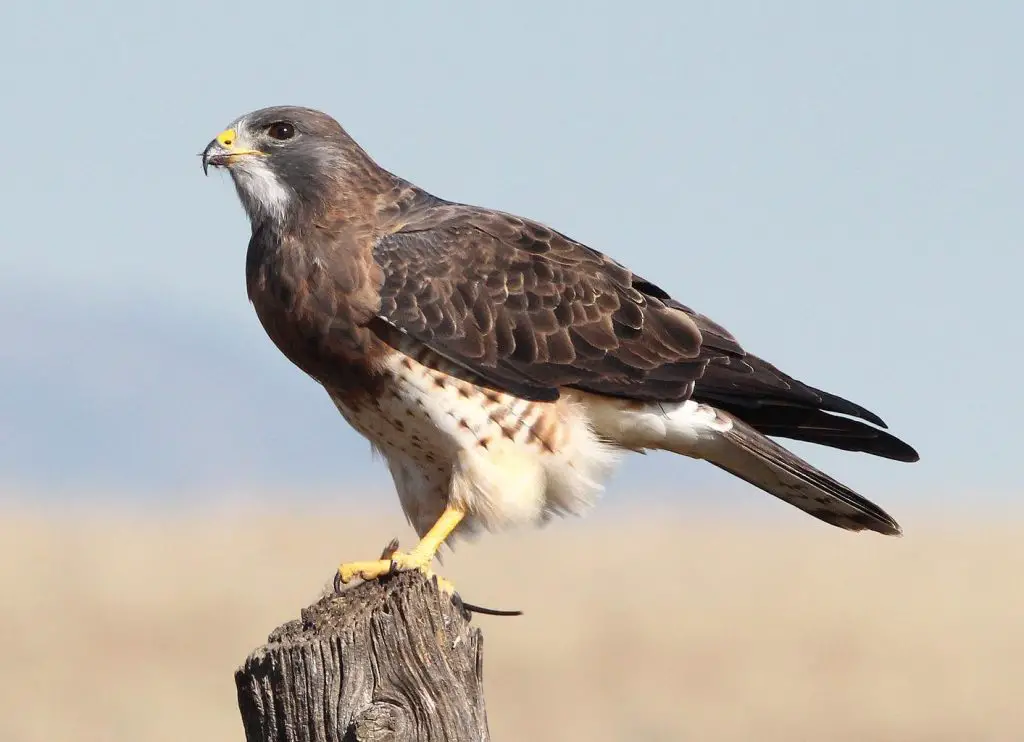 Texas Hawks and How to Tell Them Apart | BirdingLocations