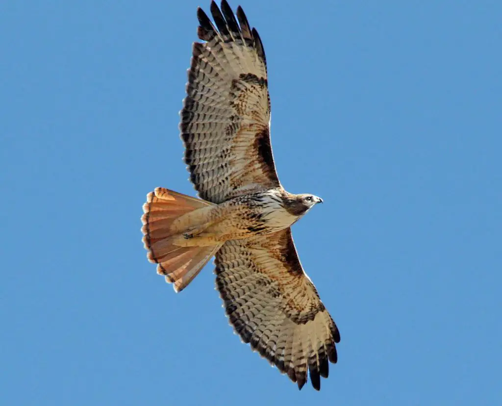 large hawk species