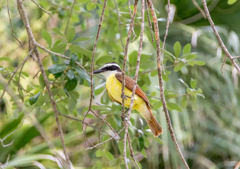 The Best Texas State Parks for Birding BirdingLocations
