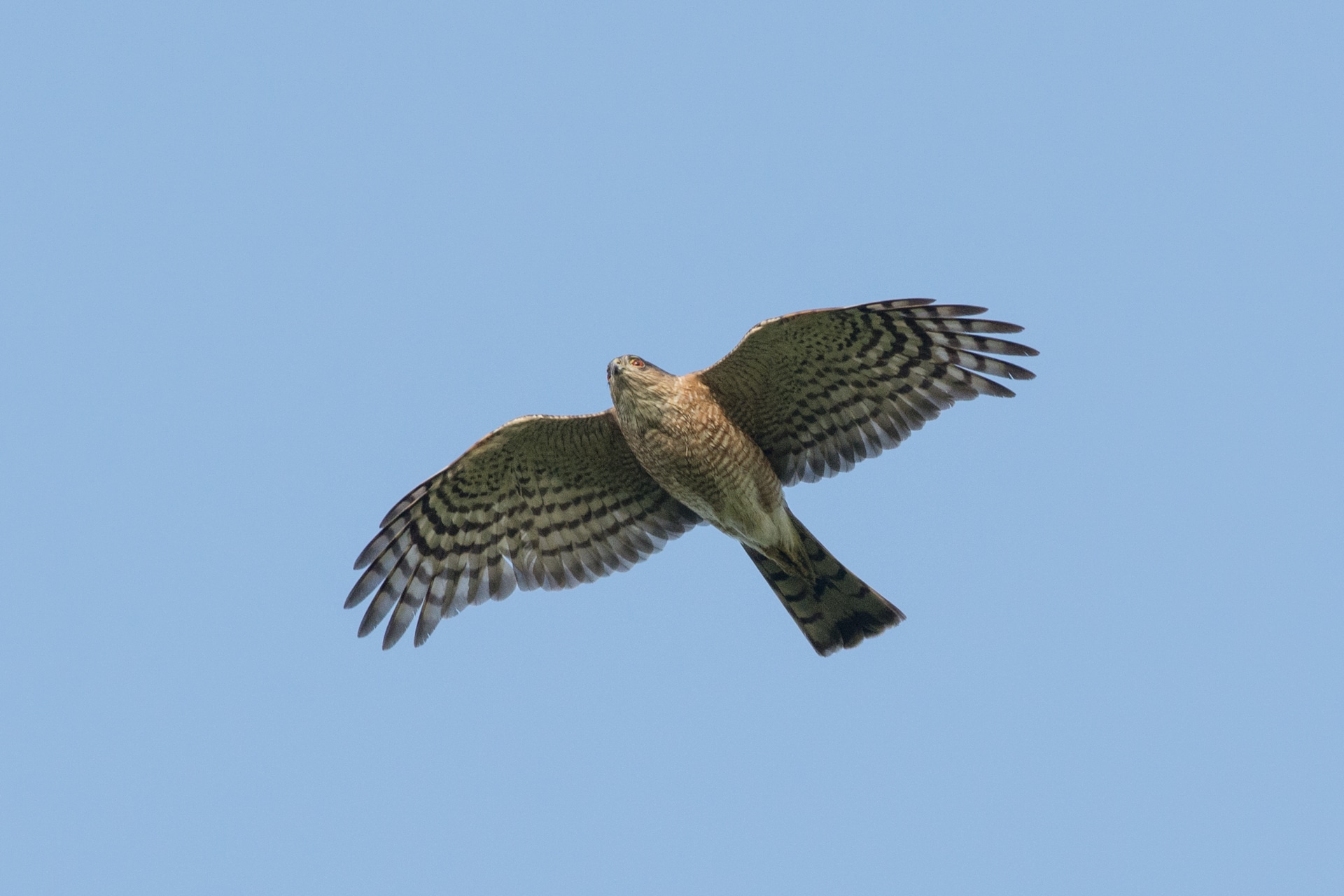 Hawks Common To Central Texas 