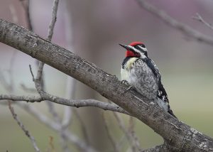 The Best December Birding Hotspots in Texas