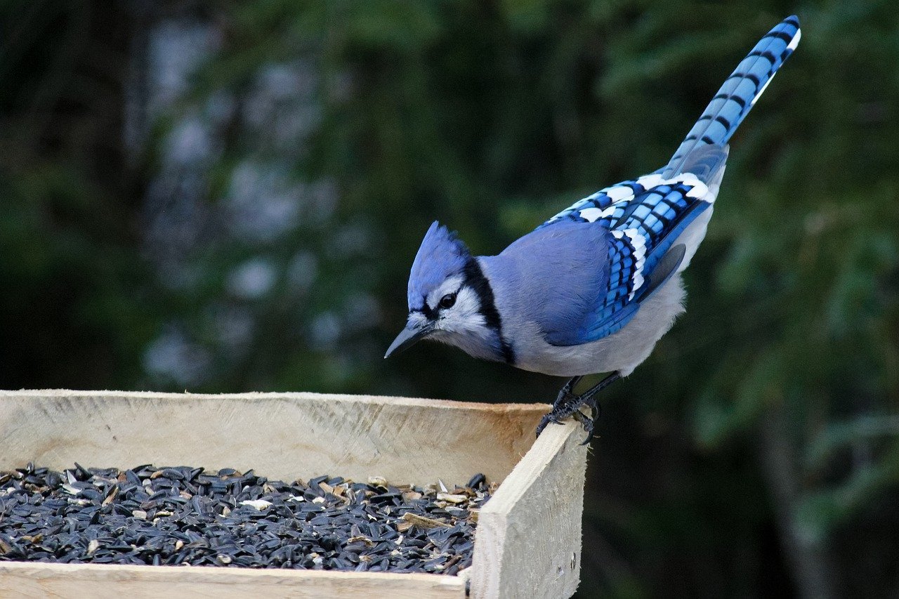 What Time are Birds Most Active at Feeders?