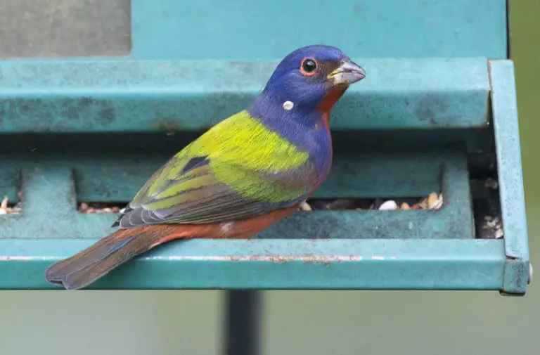 How To Attract Painted Buntings To Your Yard BirdingLocations   Bunting At Feeder 768x505 