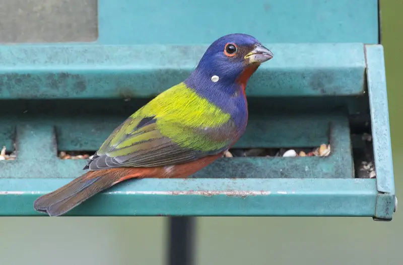 How to Attract Painted Buntings to your Yard