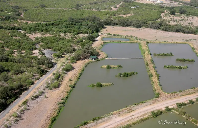 The 9 Best Texas Hill Country Birding Hotspots Birding Locations