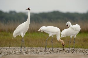 Where to see Whooping Cranes in Texas