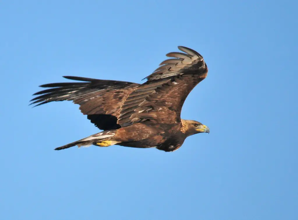 The 3 Best Places to Find a Golden Eagle in Texas