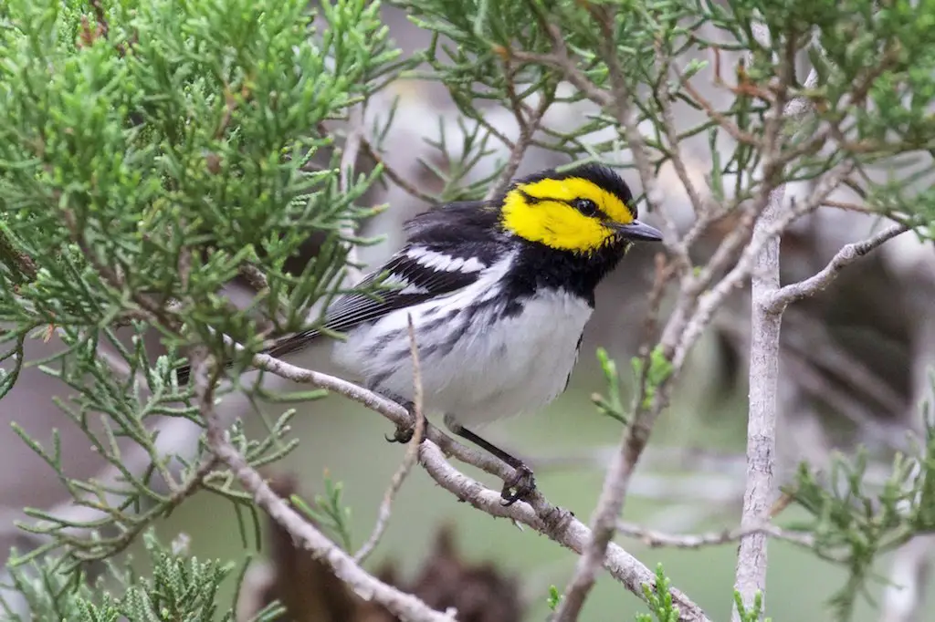 The Best Places to See a Golden-cheeked Warbler in Austin
