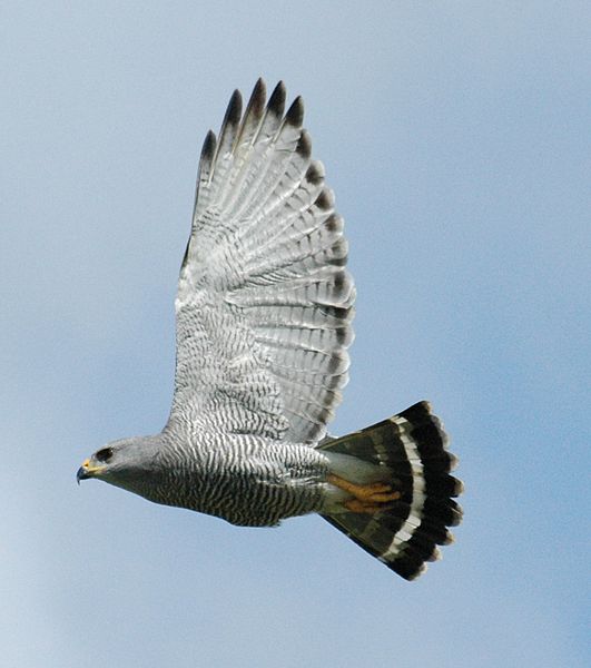 Texas Hawks and How to Tell Them Apart – Birding Locations