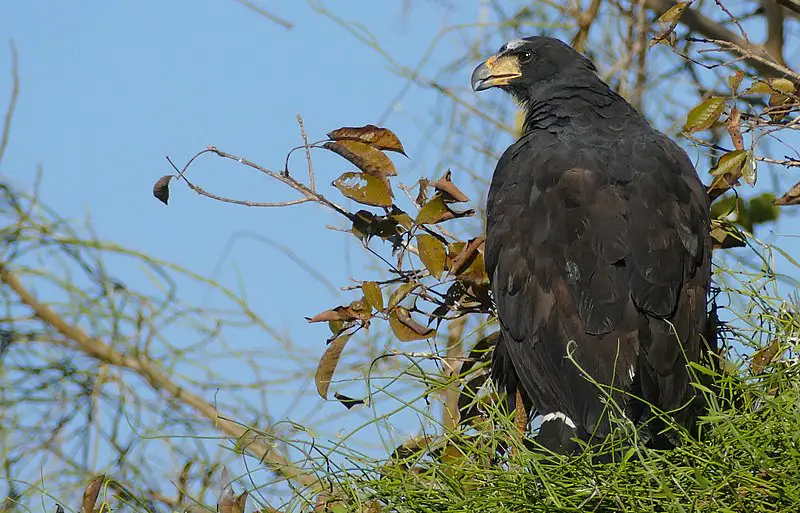 Texas Hawks and How to Tell Them Apart – Birding Locations