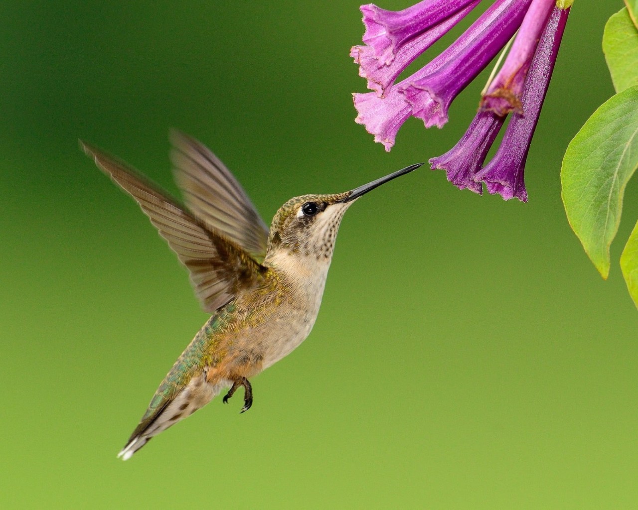 The Best Plants for Attracting Hummingbirds in Texas