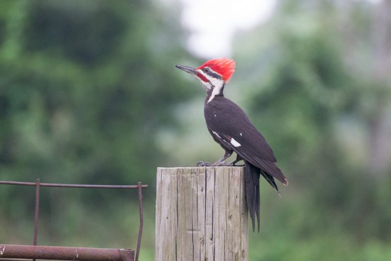 Texas Woodpeckers: Where They Live and How to ID Them | BirdingLocations