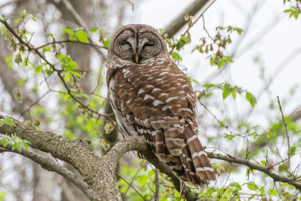 Texas Owl Species and Where to Find Them – Birding Locations