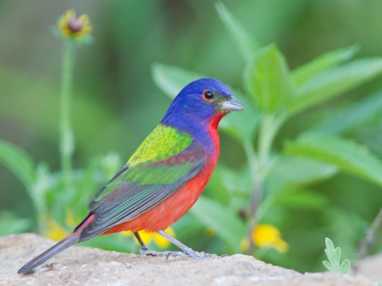 Where to See a Painted Bunting in Texas | BirdingLocations