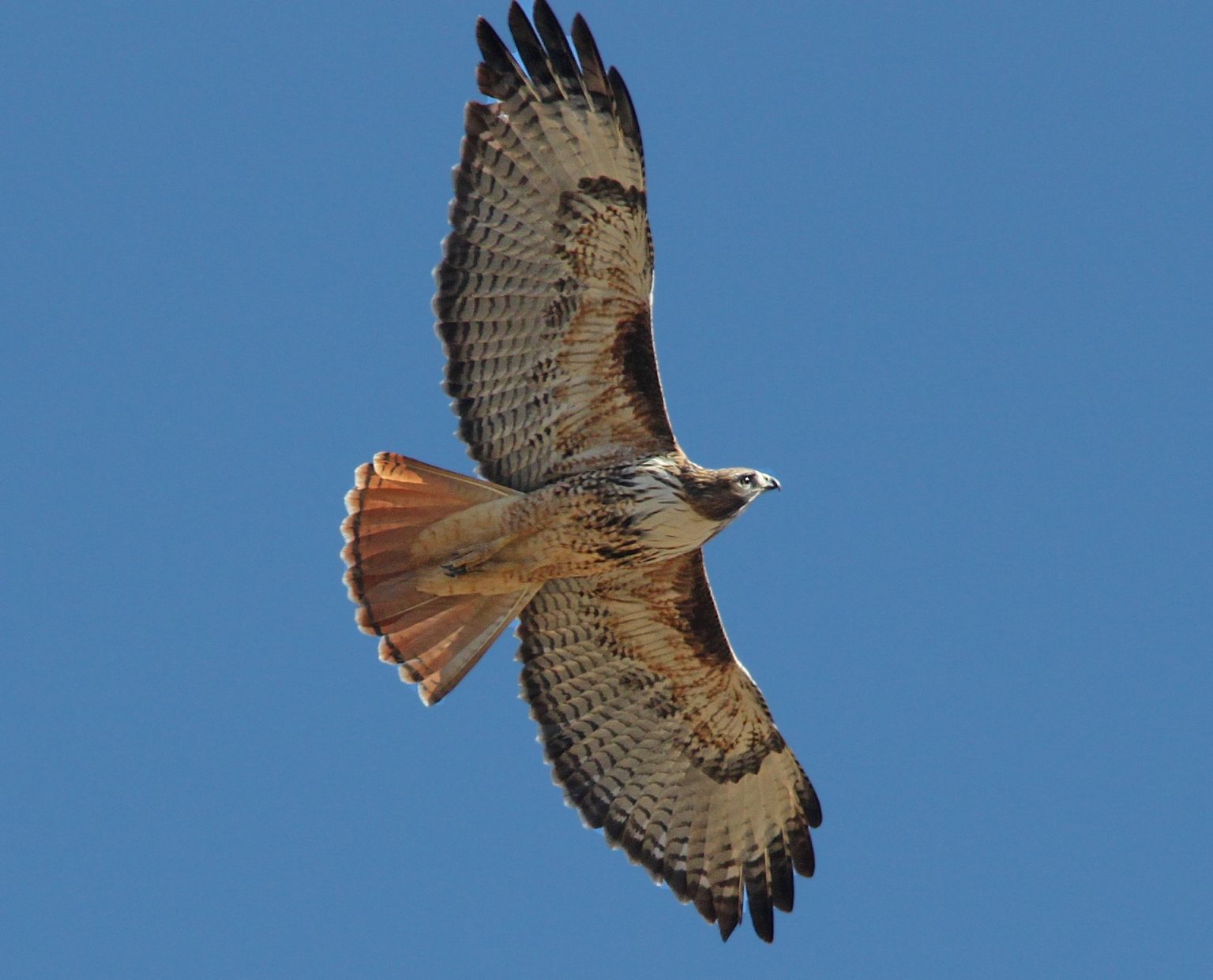 Hawks Common to Central Texas | BirdingLocations