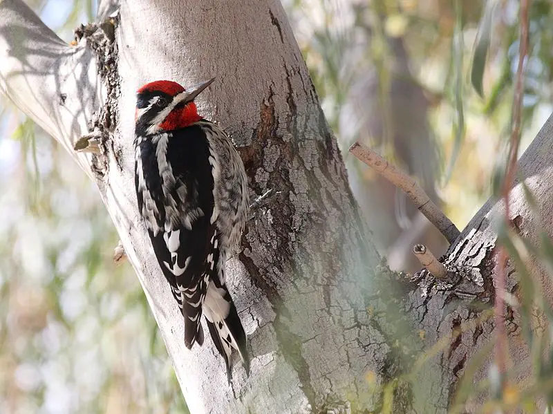Red-naped Sapsucker