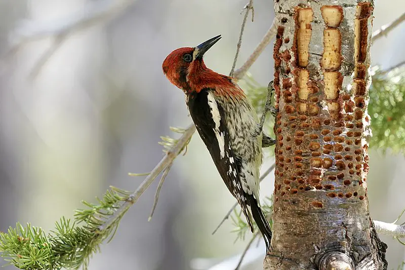 Red_Breasted Sapsucker