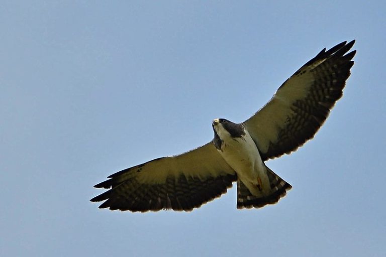 Texas Hawks and How to Tell Them Apart | BirdingLocations