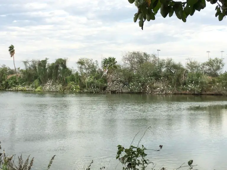 Edinburg Scenic Wetlands Birding Locations