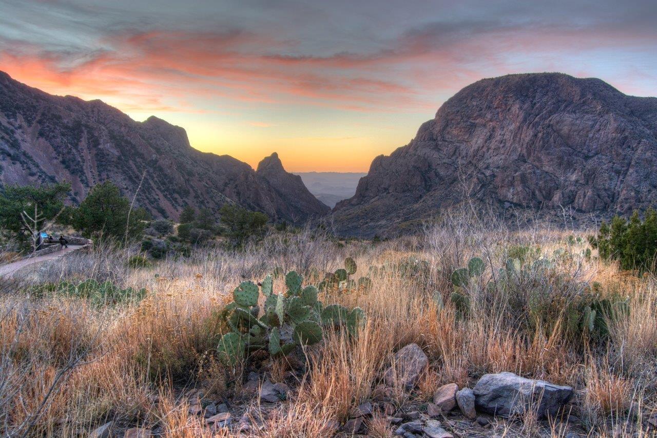 You are currently viewing Birding Big Bend National Park: A Birder’s Guide