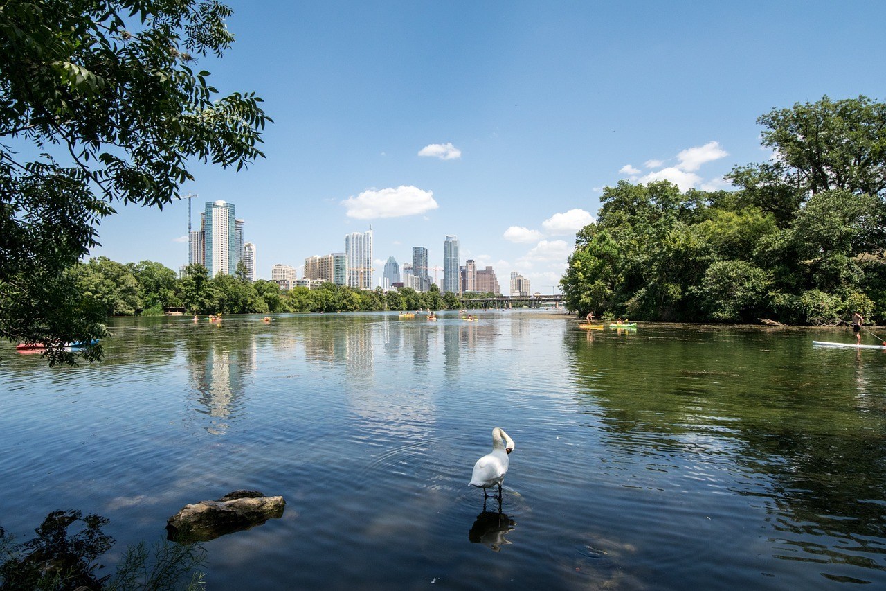 You are currently viewing The Top 5 Bird Watching Hotspots in Austin (and How to Bird Them)