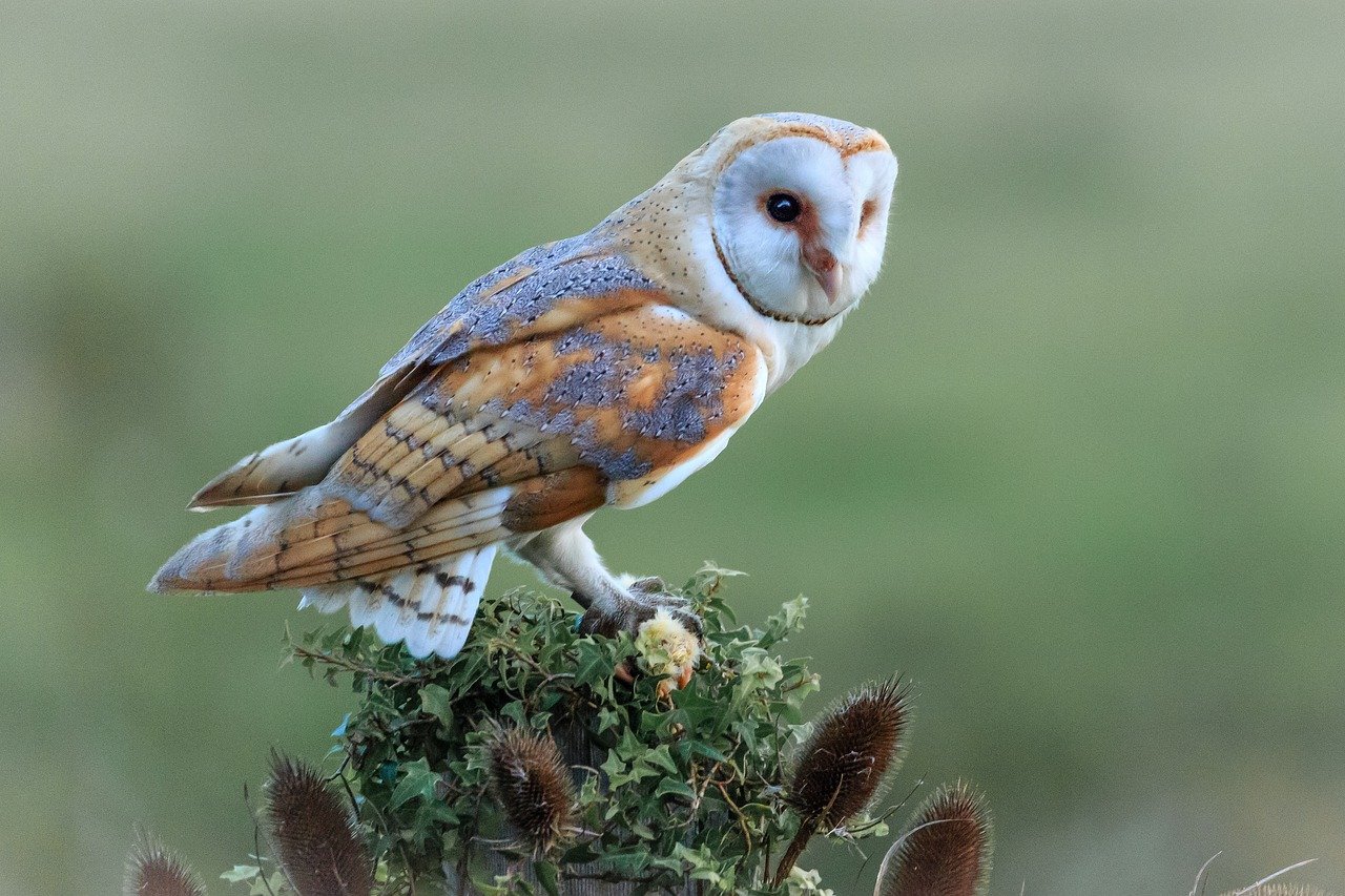 california-distribution-map-common-barn-owl-tyto-alba