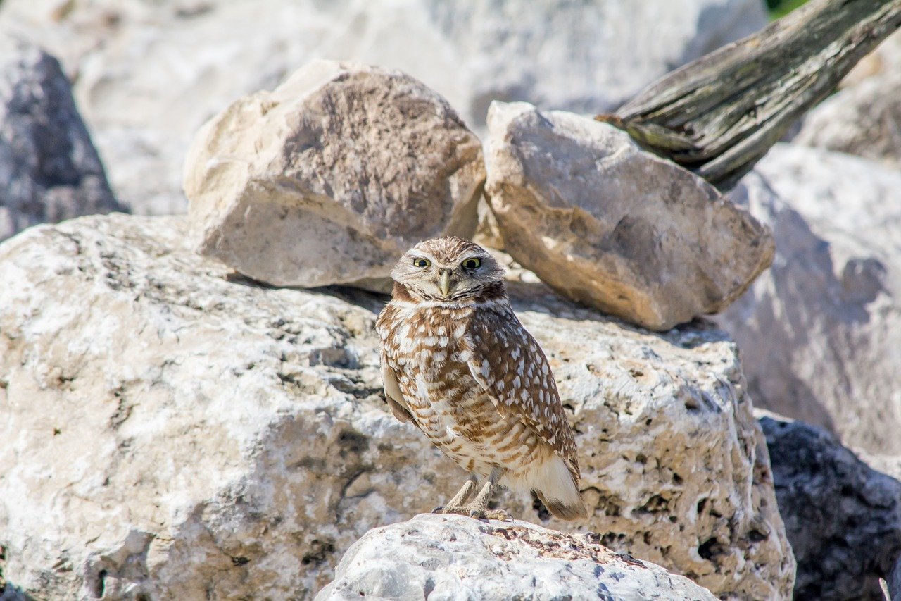 Texas Owl Species and Where to Find Them | BirdingLocations