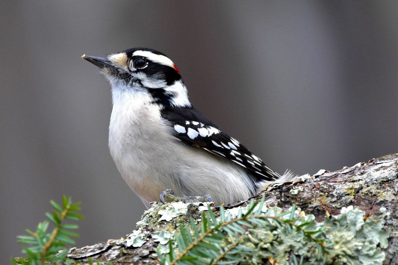 flicker-woodpeckers