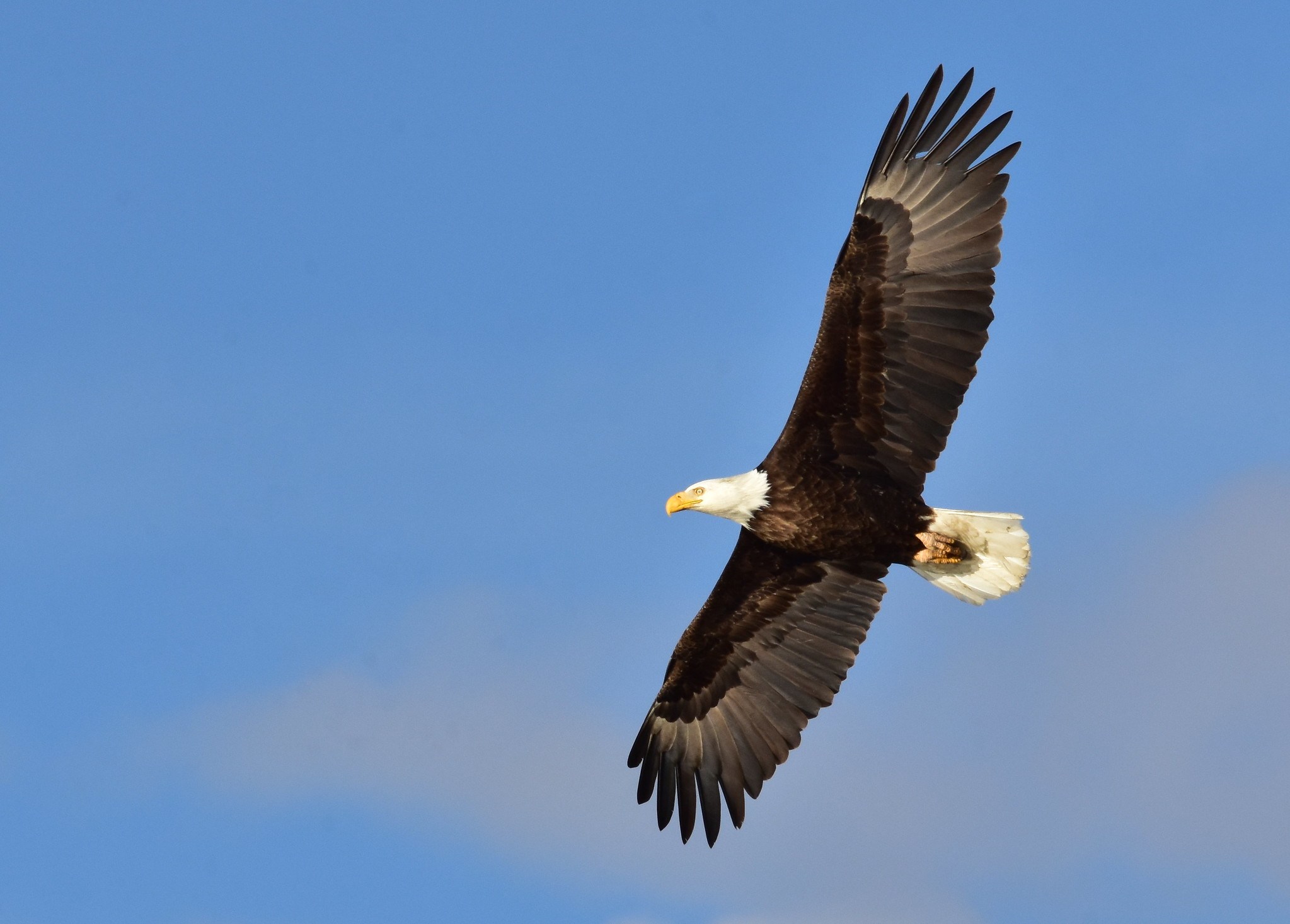 Where to See Bald Eagles in Texas