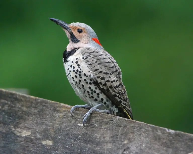 Texas Woodpeckers Where They Live And How To ID Them BirdingLocations texas-woodpeckers-where-they-live-and-how-to-id-them-birdinglocations