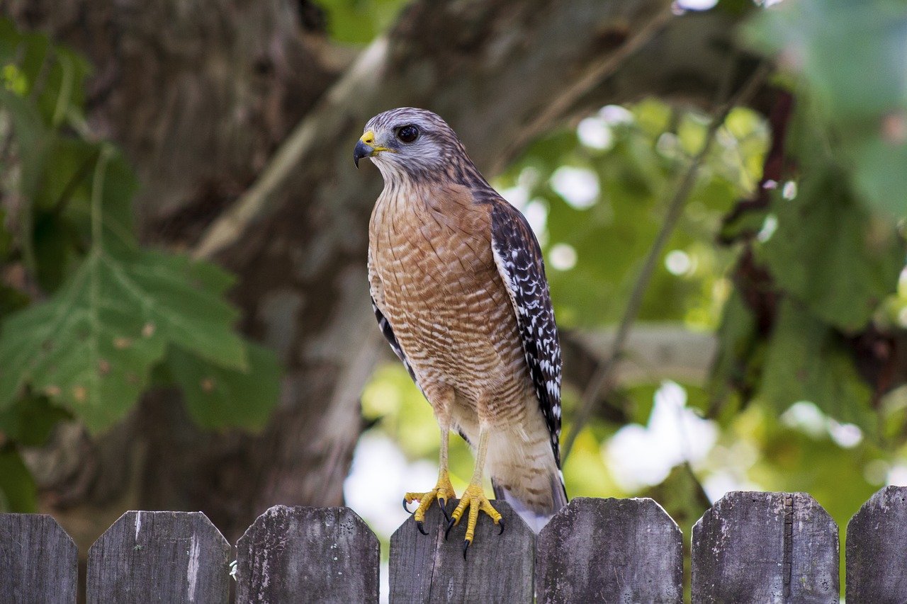 Hawks Common to Central Texas