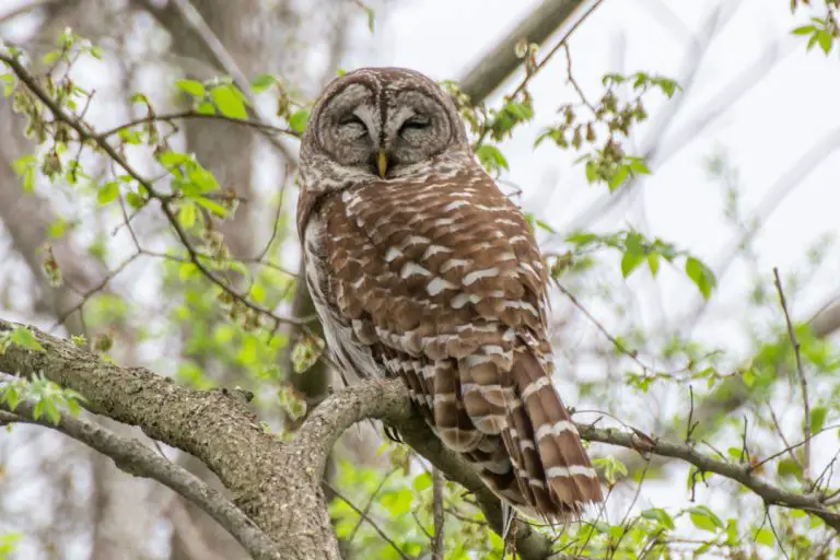 What Owls Live in the Central Texas Hill Country? BirdingLocations
