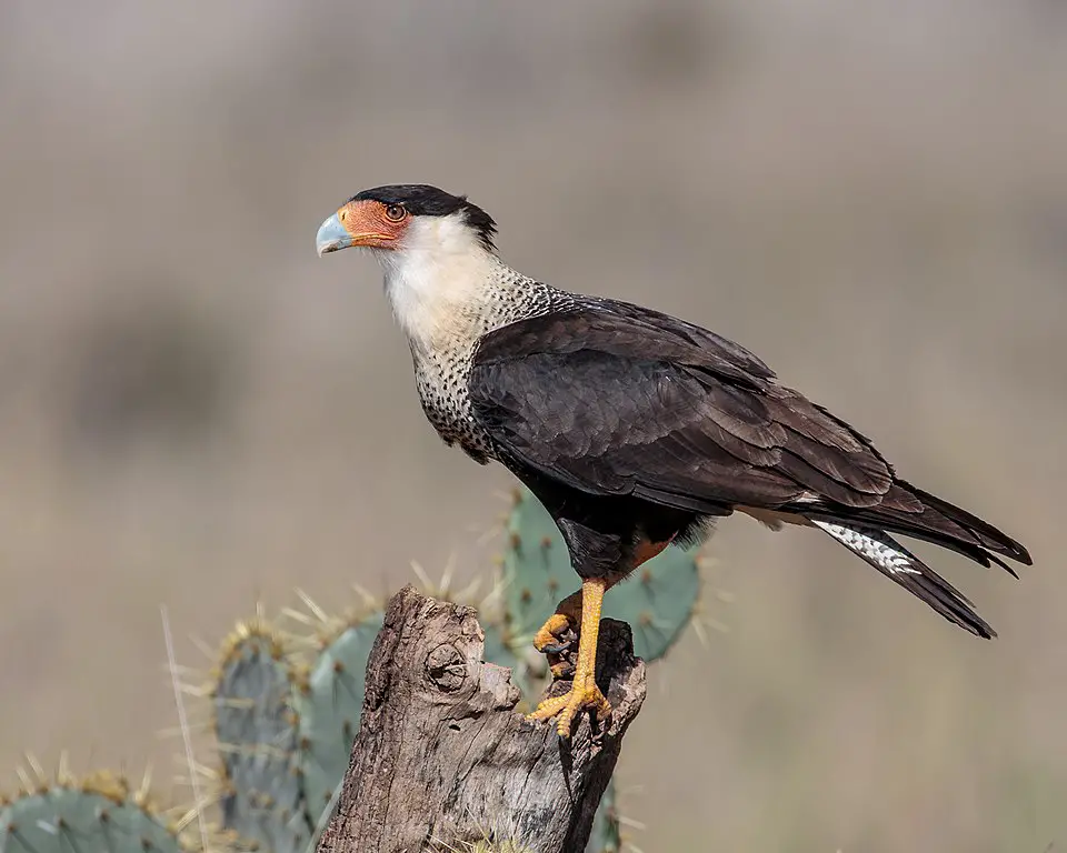 The 10 Best Birding Hotspots in Texas