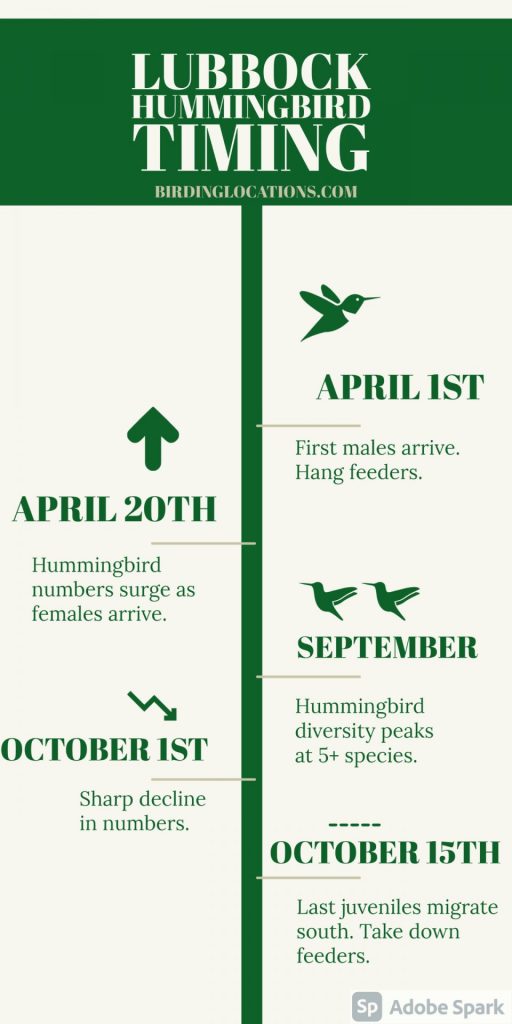 Lubbock Hummingbird Feeder Season