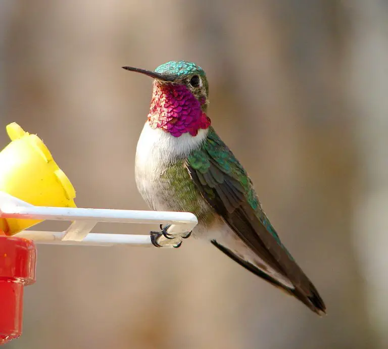 Texas Hummingbird Species and Where to See Them BirdingLocations