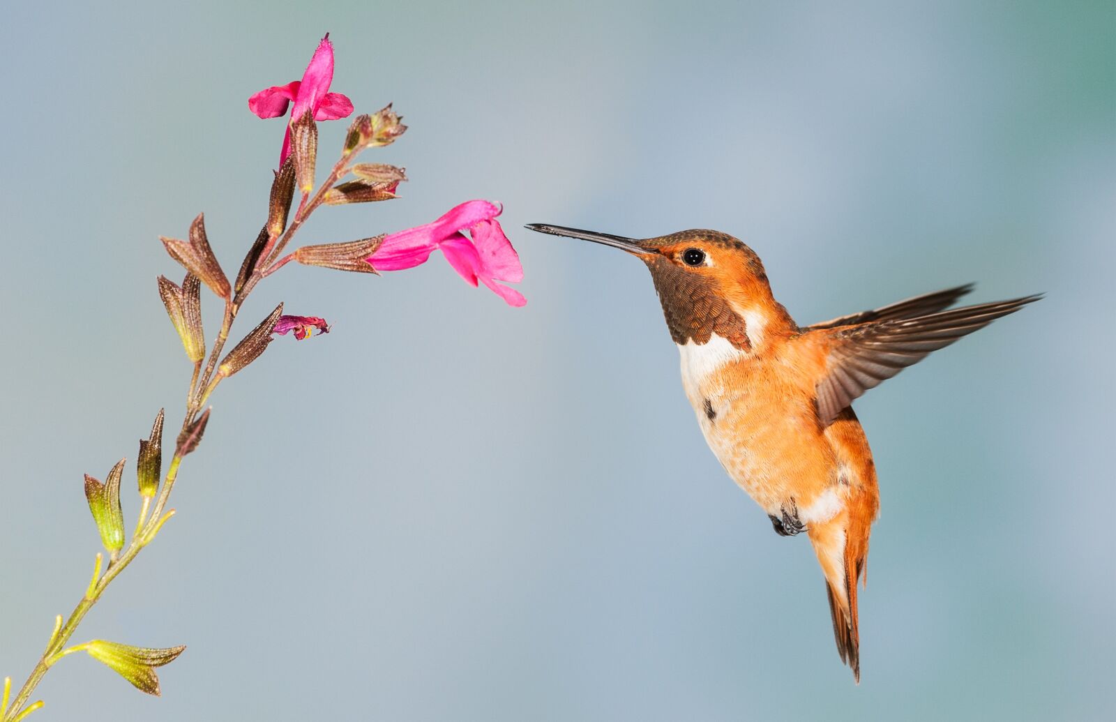 Texas Hummingbird Species and Where to See Them BirdingLocations
