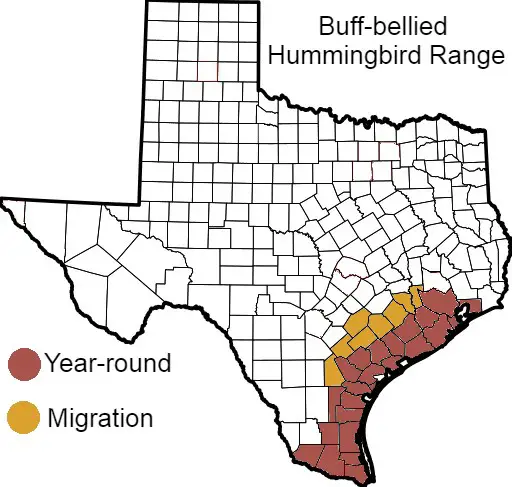 Buff-bellied Hummingbird Texas Range Map